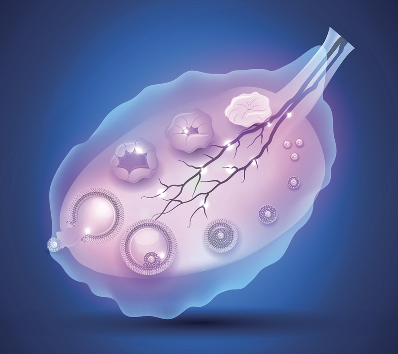 柬埔寨试管婴儿费用一览，哪个医院价格更合理？
